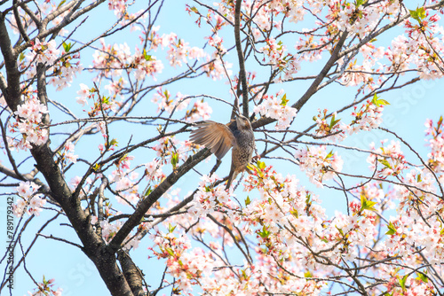 美しいソメイヨシノの間を飛び回って花の蜜を吸う美しいヒヨドリ（ヒヨドリ科）。日本国東京都文京区、小石川植物園にて。 2024年4月撮影。Lovely Beautiful Brown-eared Bulbul (Hypsipetes amaurotis, family comprising bulbul) flitting among the beautiful kanhizakura (C