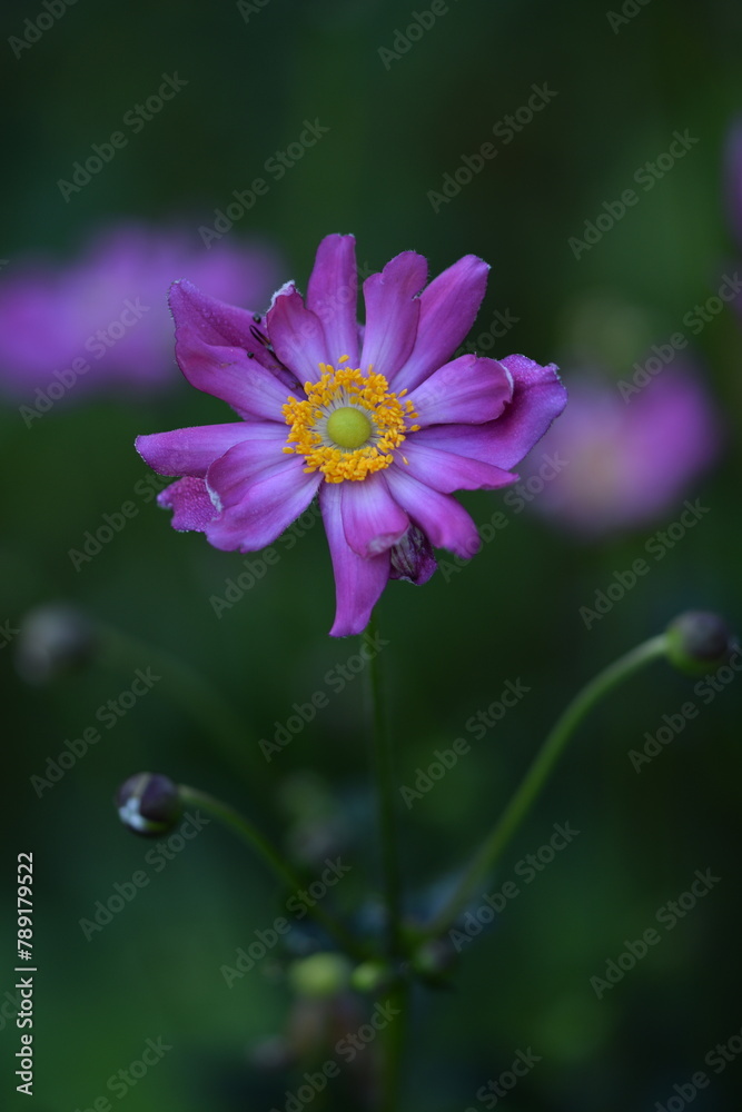 Fototapeta premium Anemone scabiosa pink flower closeup on bokeh green garden background, anemone japonica in summer garden. 
