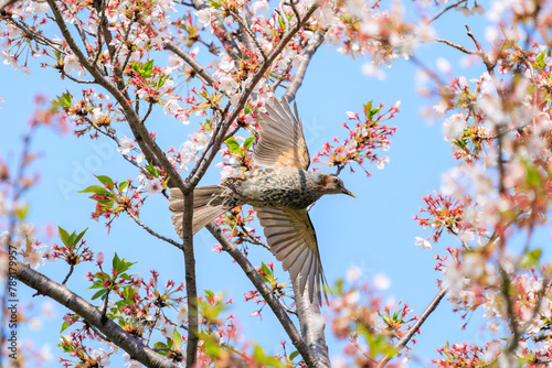 美しいソメイヨシノの間を飛び回って花の蜜を吸う美しいヒヨドリ（ヒヨドリ科）。日本国東京都文京区、小石川植物園にて。 2024年4月撮影。Lovely Beautiful Brown-eared Bulbul (Hypsipetes amaurotis, family comprising bulbul) flitting among the beautiful kanhizakura (C