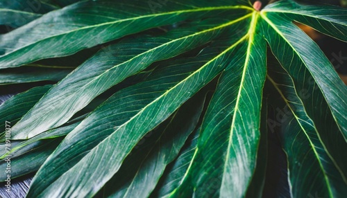 Dense dark green leaf with beauty pattern texture background. Green leaves for spa background. Green wallpaper.