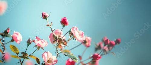 Pastel pink roses against sky © Mik Saar