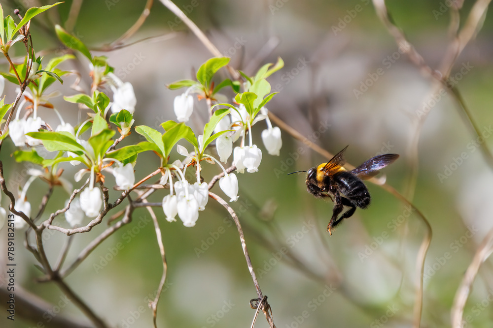 美しいアセビ(ツツジ科)の間を飛び回って花の蜜を集めるクマバチ(ミツバチ科)。
日本国東京都文京区、小石川植物園にて。
2024年4月撮影。
A Carpenter bee (Xylocopa, family Beeidae) flies among the beautiful Japanese andromeda (Pieris japonica subsp. japonica, Erica 美しいアセビ(ツツジ科)の間を飛び回って花の蜜を集めるクマバチ(ミツバチ科)。
日本国東京都文京区、小石川植物園にて。
2024年4月撮影。
A Carpenter bee (Xylocopa, family Beeidae) flies among the beautiful Japanese andromeda (Pieris japonica subsp. japonica, Erica