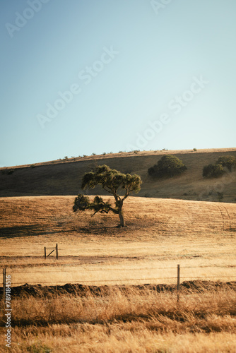 Beautiful golden light in the californian countryside, USA