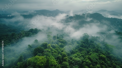 Aerial View of Lush Green Forest © olegganko