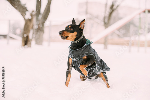 Funny Black Miniature Pinscher Zwergpinscher Leisure Play. Min Pin Dog Playing And Running Outdoor In Snow, Winter Season. Black Zwergpinscher Run Outdoor.