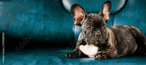 Young Small Black French Bulldog Dog Puppy On Lying On Sofa Blue Background. Funny Dog Baby. Black Bulldog Puppy Dog. Adorable Bulldog Funny Puppy. Unusual Color Background Panoramic View.