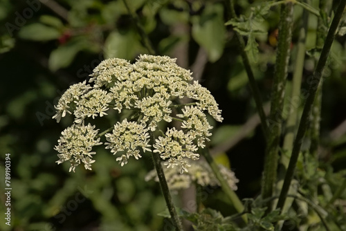 Bright white wild carrot or Queen Anne`s lace flower screen, selective focus - Daucus carota  photo