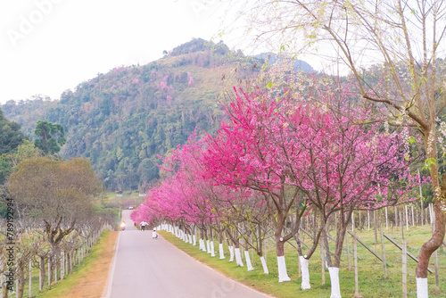 Cherry blossom pathway at road in ChiangMai, Thailand. photo