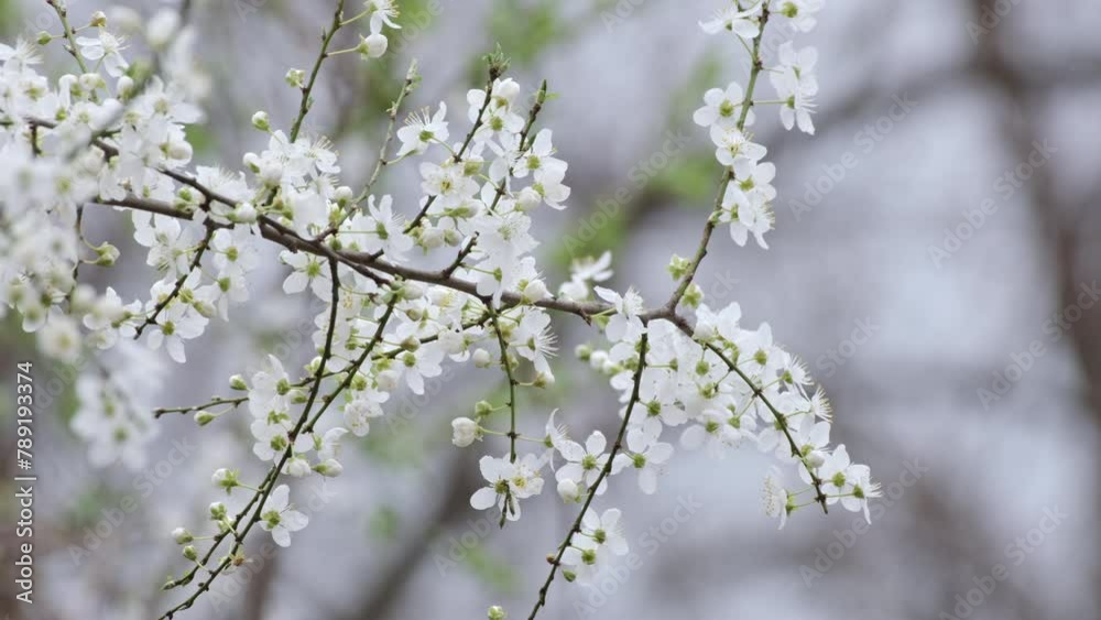 A close-up shot of delicate white cherry blossoms in full bloom against a blurred natural background A close-up shot of delicate white cherry blossoms in full bloom against a blurred natural background