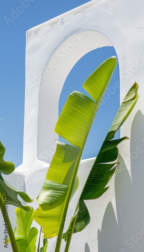 Large Green Plant on White Building
