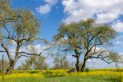 Spring landscape, Golden yellow flowers and blue sky, White mustard (Sinapis alba) is an annual plant of the family Brassicaceae, Rapeseed or Oilseed rape, Groeneweg, Schalkwijk, Utrecht, Netherlands.