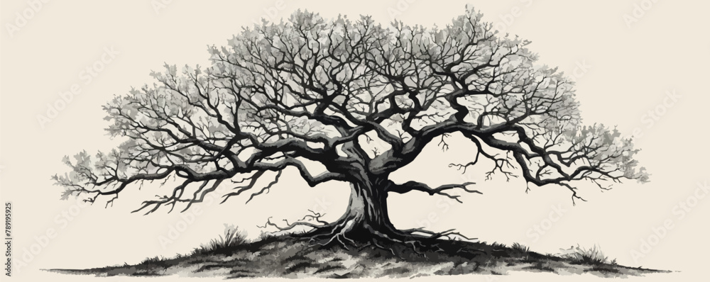 Branched tree without leaves, sketch. Engraved large growing oak. Nature concept. Hand drawn vintage. vector simple