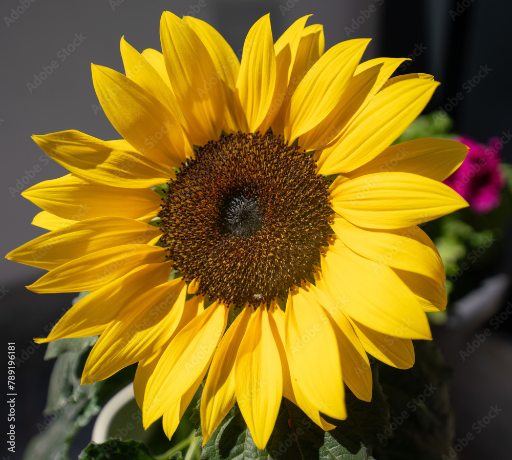 Sunflower Sunflower