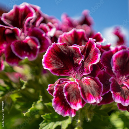 Elegance Imperial Geranium