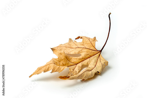 Dried maple yellow leaf isolated on white background