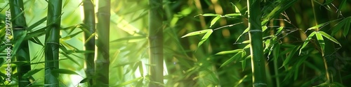 lush green foliage of a bamboo forest illuminated by gentle sunlight  symbolizing eco-friendliness and tranquil growth