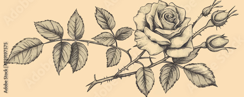 Line rose with leaves. Vector hand drawn. vector simple illustration