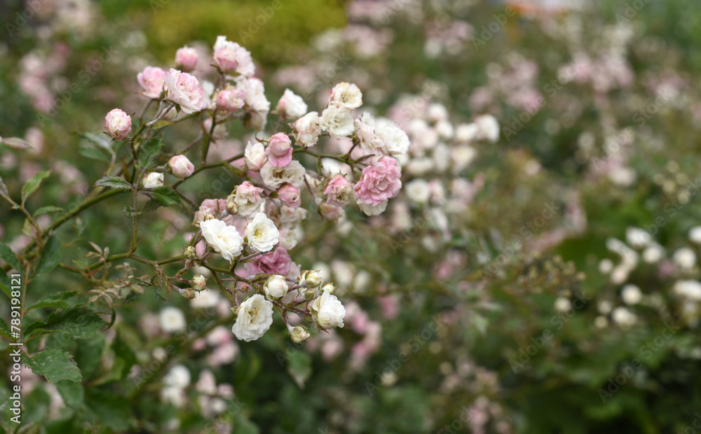 White flowers on a turquoise background 