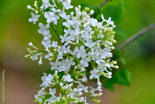 ライラックの白花
