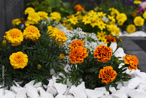 Autumn flowers in a flower bed