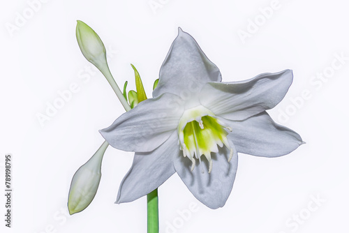 Amazon lily flower on white background Eucharis grandiflora