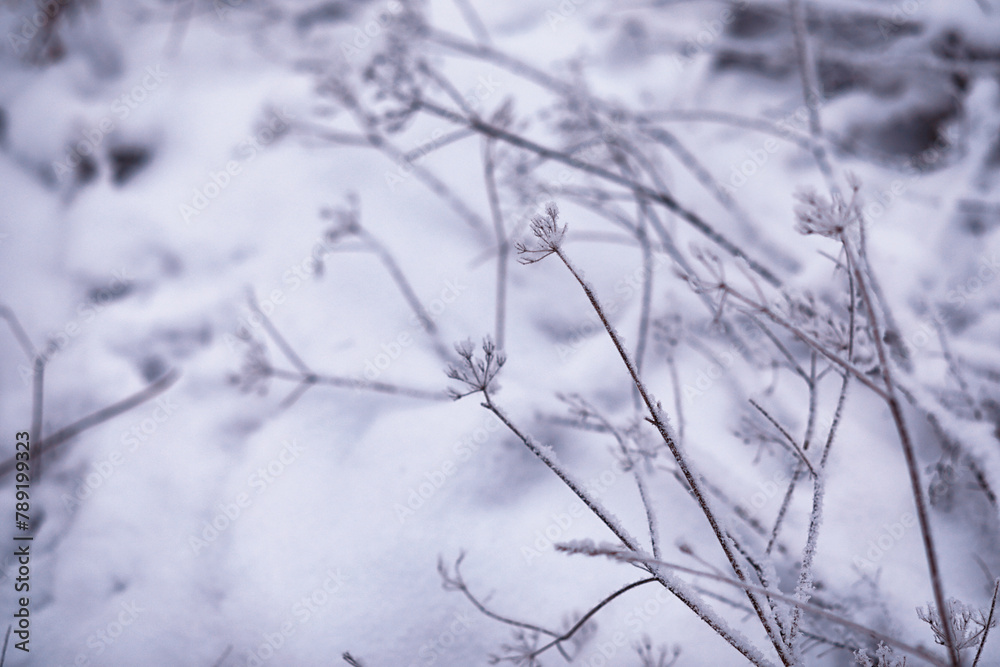 Winter atmospheric landscape with frost-covered dry plants during snowfall. Winter Christmas background Winter atmospheric landscape with frost-covered dry plants during snowfall. Winter Christmas background