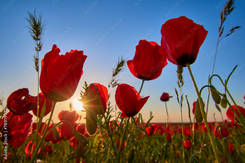 Fototapeta premium Red poppy field under blue clean sky in spring