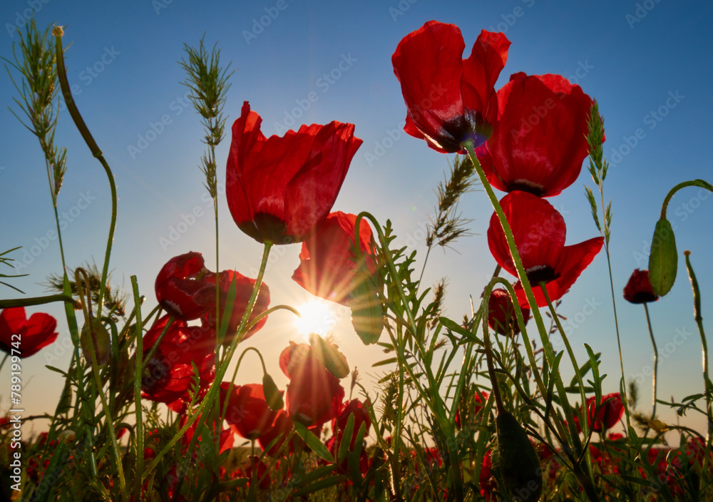 Obraz premium Red poppies field