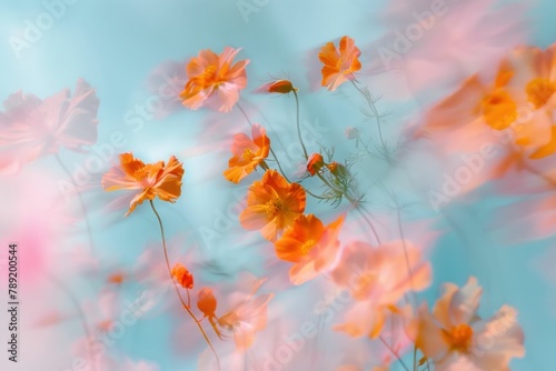 Beautiful orange cosmos flowers against a vivid blue sky with a dreamy blurred background © VICHIZH