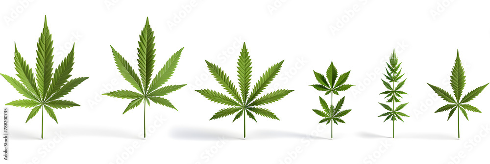 Medical cannabis. High quality marijuana leaf on a white background.
