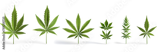 Medical cannabis. High quality marijuana leaf on a white background. 