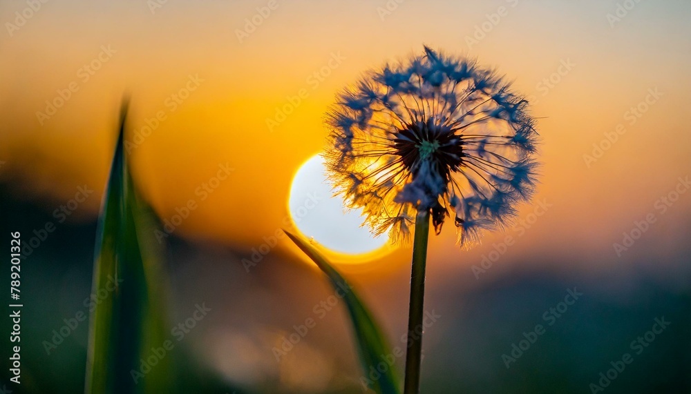 dandelion on sunset background, dandelion beautiful macro photography with sunset