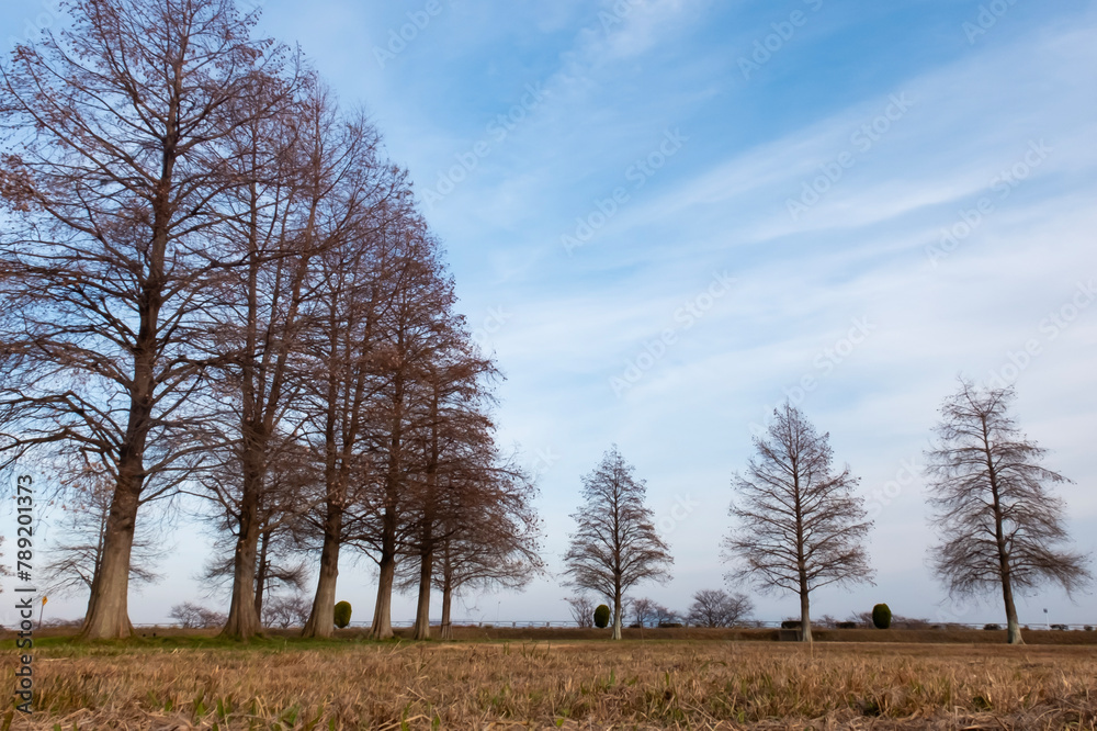 Obraz premium 琵琶湖畔の公園に並ぶ冬のメタセコイア 