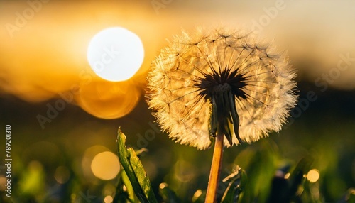 dandelion on sunset background  dandelion beautiful macro photography with sunset