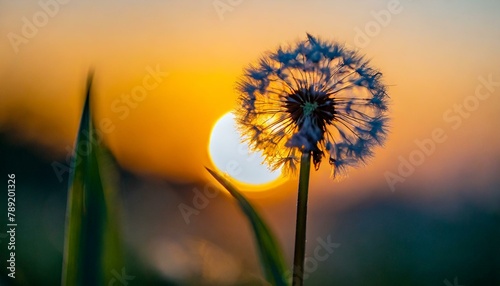 dandelion on sunset background  dandelion beautiful macro photography with sunset