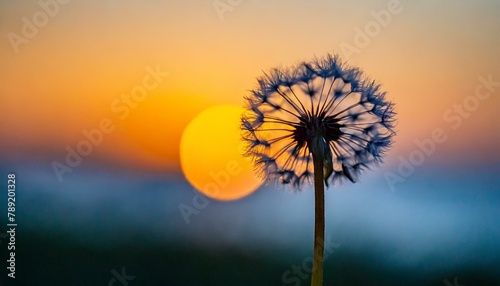 dandelion on sunset background  dandelion beautiful macro photography with sunset