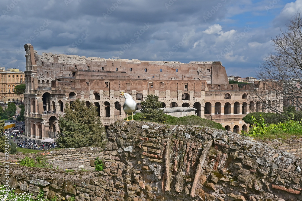 Fototapeta premium Roma, il Colosseo dalle antiche rovine e ruderi del colle Palatino
