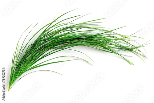 Grass background. Piece of grass isolated on white, background .