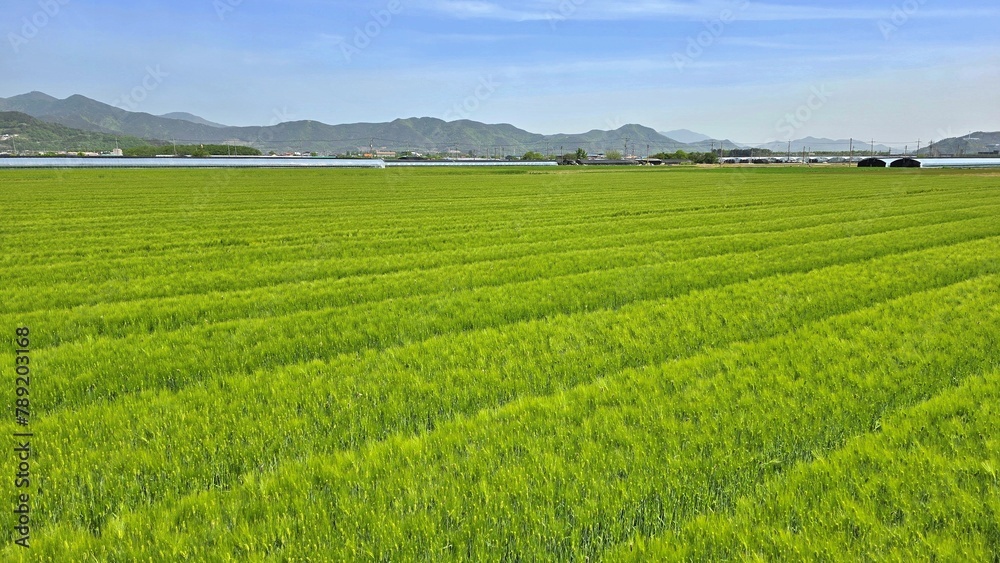봄 농촌풍경, 초록색 보리밭