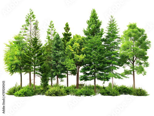 plant group forest on transparency background PNG
