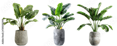 Decorative banana plant in concrete vase isolated on transparency background PNG