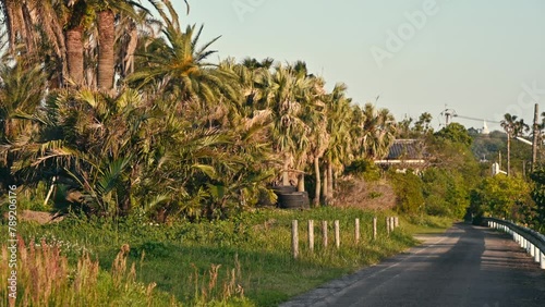 Landscape shot of southern Japan with palm trees in the sunshine. Miyazaki, Japan. 4k  photo