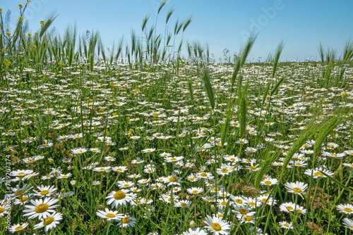 Chamomile and poppies as field weed, chamomile aspect. Wheat Field photo