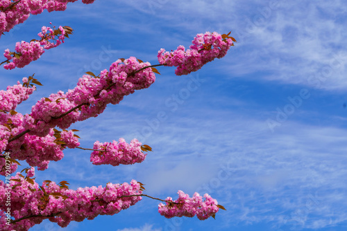 Spring in Germany. Beautiful Japanese cherry blossom flowers. Cherry blossoms against the backdrop of a piercing blue sky.