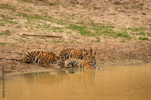 three new born wild tiger or panthera tigris cubs together drinking water in natural source in dry hot summer season safari at bandhavgarh national park forest reserve madhya pradesh india