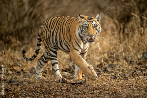 wild sub adult male bengal tiger panthera tigris walking head on territory stroll in summer season morning safari tour in dry forest or jungle at panna national park tiger reserve madhya pradesh india