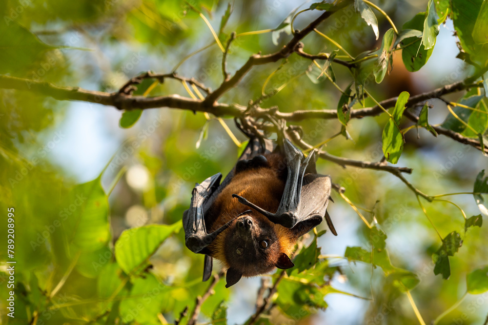 indian flying fox or greater indian fruit bat or Pteropus giganteus