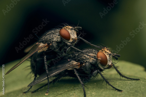 details of some flies mating on a green leaf © DiazAragon