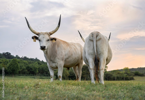 Two traditional hungarian grey cattle  Bos primigenius taurus hungaricus  on the pasture in Hungary.