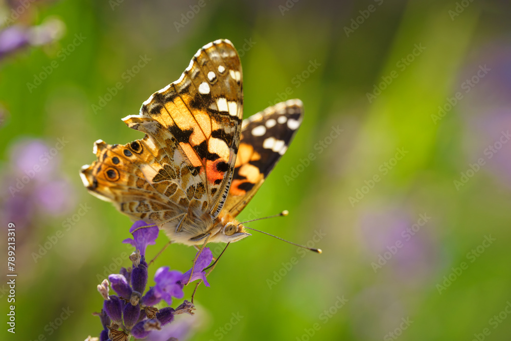 A Painted Lady (Vanessa cardui) butterfly with a damaged wing in a lavender field in the summer. Green background. A Painted Lady (Vanessa cardui) butterfly with a damaged wing in a lavender field in the summer. Green background.